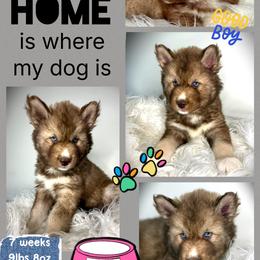 Oakwood - Red and white male Siberian Husky puppy in Florence, Kentucky from Moonlight Howl Huskies