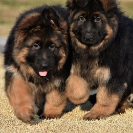 German Shepherd Puppies from Extreme German Shepherds