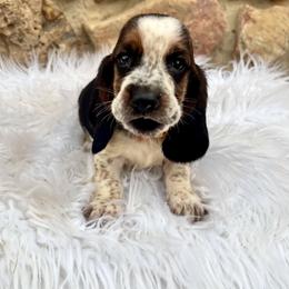 Orange Male - Black tan and white male Basset Hound puppy in Clinton, Tennessee from High Hopes Hounds