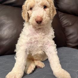 Biscuit - Parti male Poodle puppy in Surprise, Arizona from Gentle Paw Poodles and Doodles