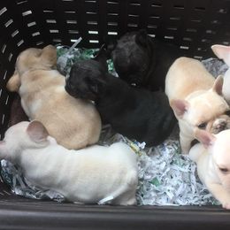 French Bulldog Puppies from Fronteer Frenchies