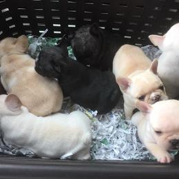 French Bulldog Puppies from Fronteer Frenchies