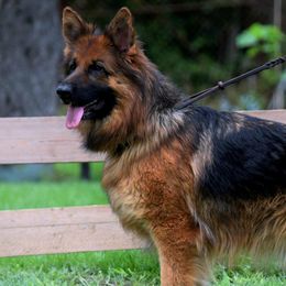 Chelsey - German Shepherd