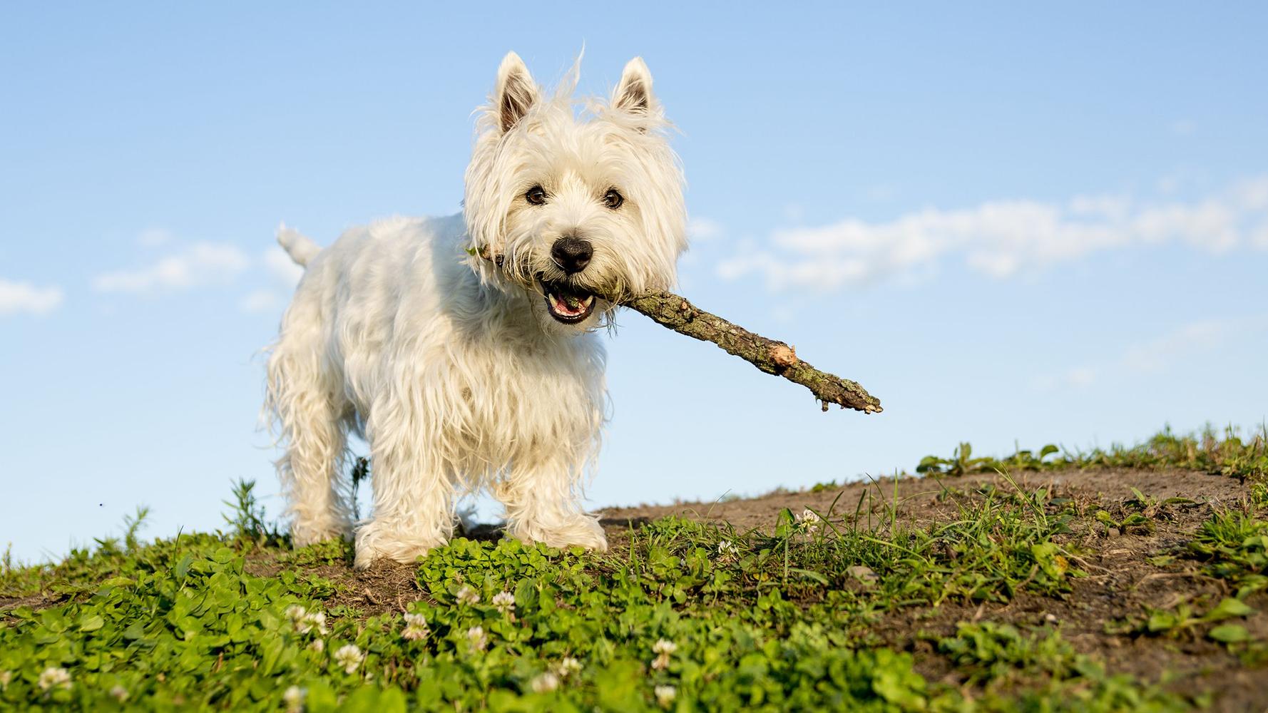 are west highland terriers good dogs