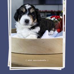 Flynn - Black tri-color male Aussiedoodle puppy in Salem, Utah from Go West Mini Aussies