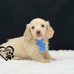 Romeo - Cream male Dachshund puppy in Nashville, Arkansas from Cuddles n Curls