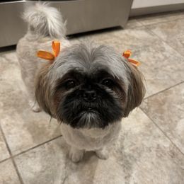 Mitzie - Shih Tzu