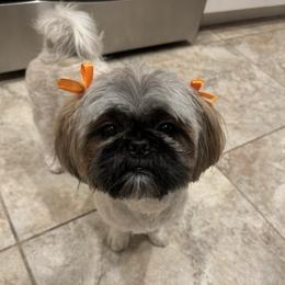 Mitzie - Shih Tzu