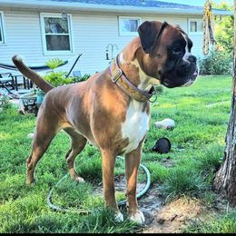 Vanna - Boxer