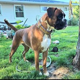 Vanna - Boxer