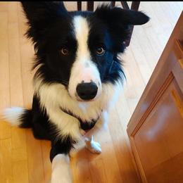 Keke - Black and white male Border Collie puppy in Lebanon, Oregon from Cahill’s Canines