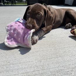 German Shorthaired Pointer Puppies from Nash Kennels