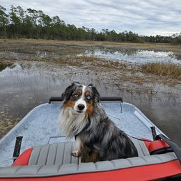 Smoke - Miniature Australian Shepherd