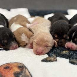 Praline - Cream female Dachshund puppy in Temple, Texas from Brit’s Doxie Crossing
