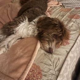 Aussiedoodle All Grown Up from Sand Hill Aussies and Doodles