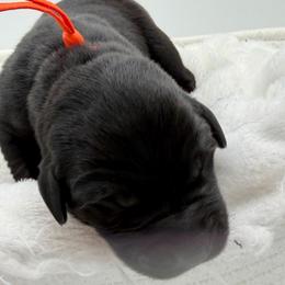 Orange - Black male Labrador Retriever puppy in Heath Springs, South Carolina from Rich Hill Retrievers