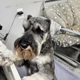 Blu - Miniature Schnauzer