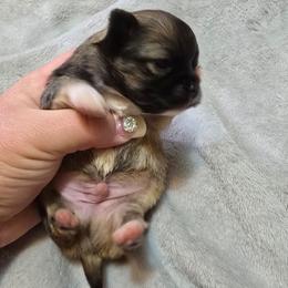 Teddy - Chocolate sabled fawn male Chihuahua puppy in Amity, Pennsylvania from Baxters Chihuahuas