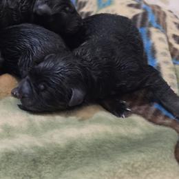 Liberty - Black and red male German Shepherd puppy in Columbus, Indiana from Stony Lonesome GSD