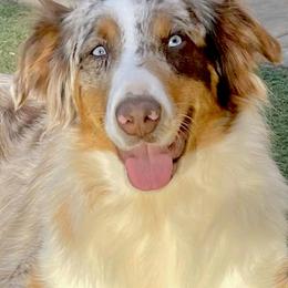 Ryder - Australian Shepherd