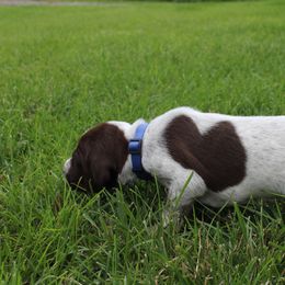 German Shorthaired Pointer Puppies from Brooke's GSPs