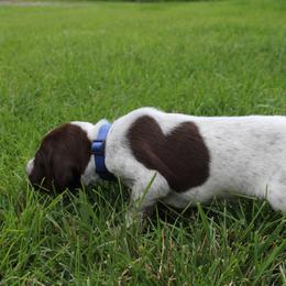 German Shorthaired Pointer Puppies from Brooke's GSPs