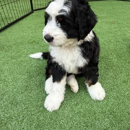 Bernedoodle Puppies from Palmetto Bernedoodles Boutique