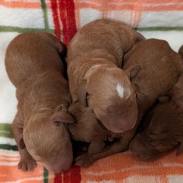Boy 2 - Red  male Poodle puppy in Silverton, Oregon from Rambler Goldens