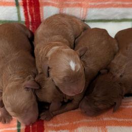 Boy 2 - Red  male Poodle puppy in Silverton, Oregon from Rambler Goldens