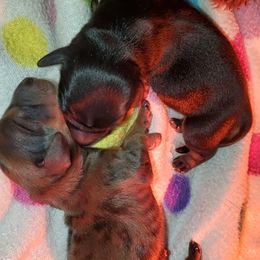 Dachshund Puppies from Dumbledore's AKC Mini Dachshunds