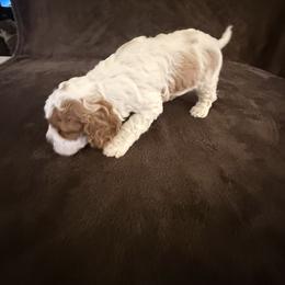 Cavapoo Puppies from The love of Cavapoos