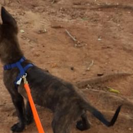 Belgian Malinois and Dutch Shepherds from Sublime Valor K9