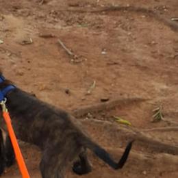 Belgian Malinois and Dutch Shepherds from Sublime Valor K9