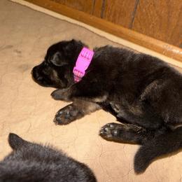 Hot Pink collar girl - Black and tan female German Shepherd puppy in Centralia, Illinois from Janices AKC German Sheperds LLC