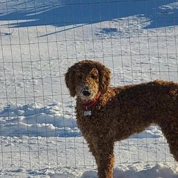 Goldendoodles and Poodles from Emerald Oak Acres