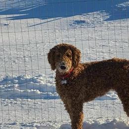 Goldendoodles and Poodles from Emerald Oak Acres
