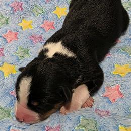Boy 6 - male Miniature Australian Shepherd puppy in Spirit Lake, Idaho from Gemstone Ridge Mini Aussies