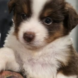 Boy 1 - Red tri-color male Miniature American Shepherd puppy in Artesia, New Mexico from Flawlessly Kennel