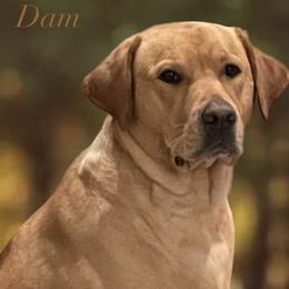 Labrador Retriever Puppies from Berkstone Labradors