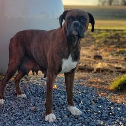 Mya - Boxer