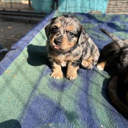 Eenie - Dapple female Dachshund puppy in Henrico, Virginia from All About Pets