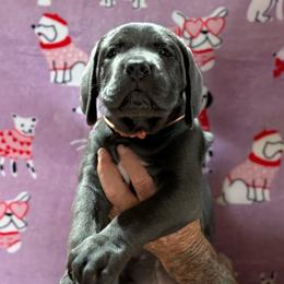 Pink Collar - Gray female Cane Corso puppy in Paris, Texas from Knucklehead Cane Corso