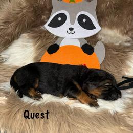 Quest Black Collar - Black and red female German Shepherd puppy in Hillsboro, Indiana from Salty Raccoon Ranch German Shepherds