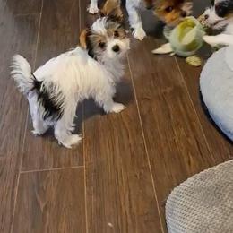 Yorkshire Terrier Puppies from Whispering Willows Kennels