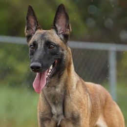 Eevee - Belgian Malinois