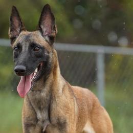 Eevee - Belgian Malinois