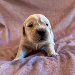 Zuma - Light golden female Golden Retriever puppy in Oregon from Bliss Retrievers