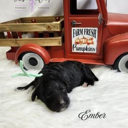 Ember - Black female Poodle puppy in Mancelona, Michigan from Lavender poodles & doodles