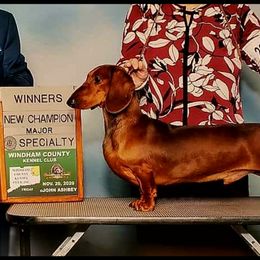 Dachshund All Grown Up from Woodshafen