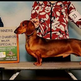 Dachshund All Grown Up from Woodshafen